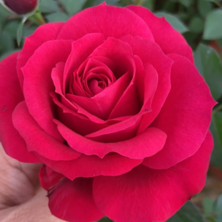 “双十一”神秘特惠福利带花苞发基地直发