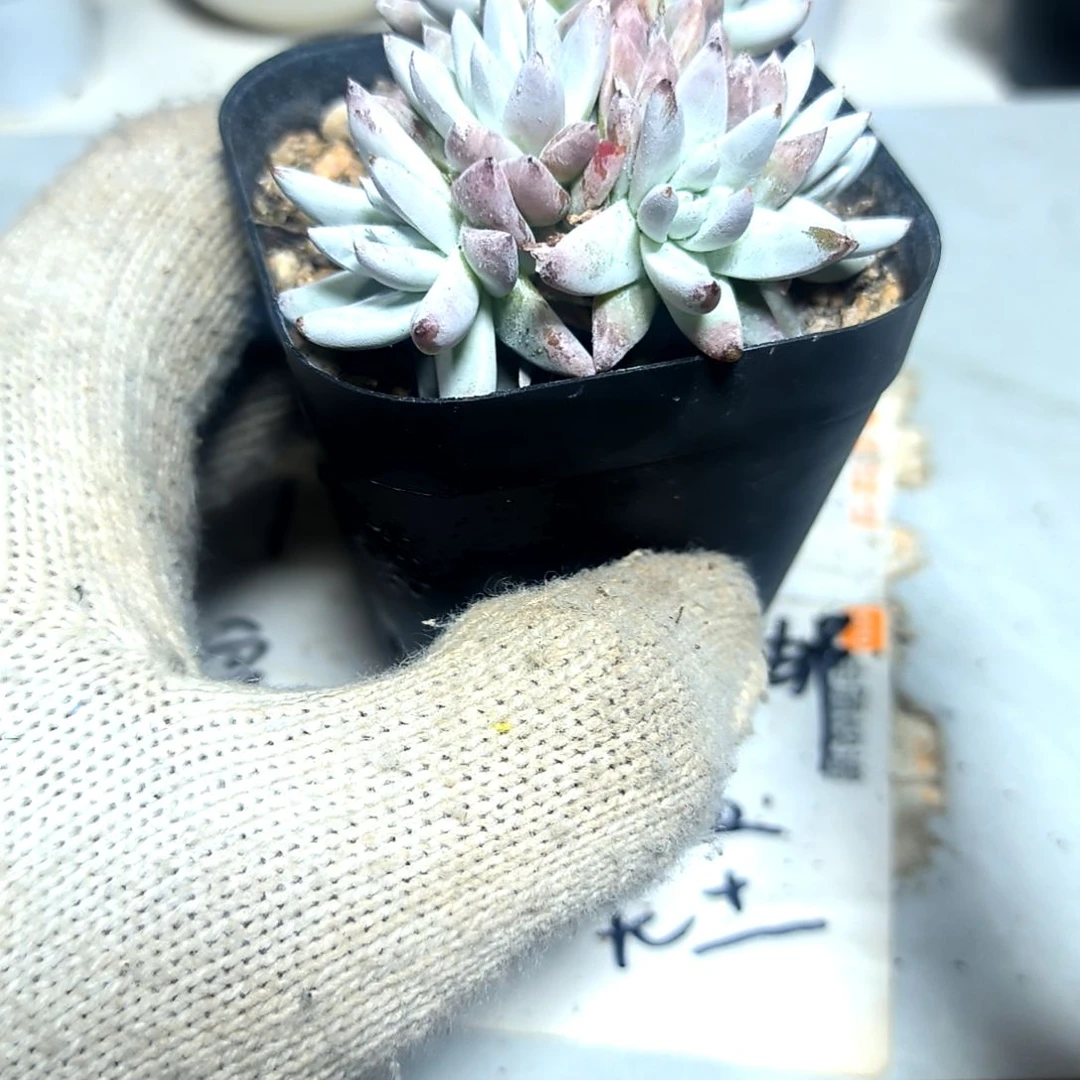 满9元包邮，白菊老庄多头