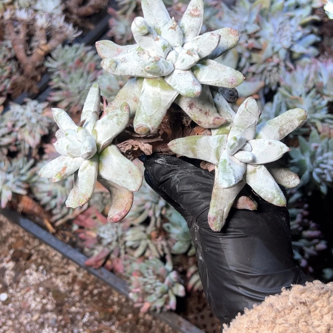 6723哈哈哈哈哈哈哈