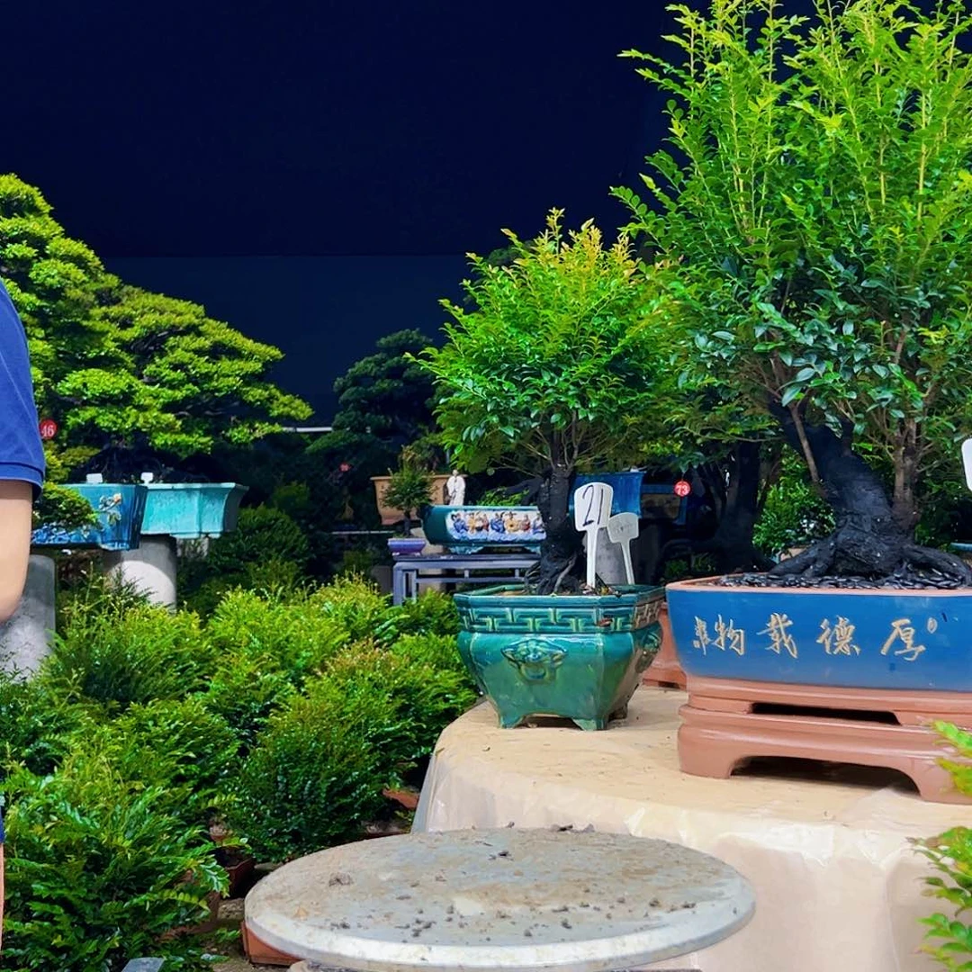 当前无花朵，栽培后可花朵心**然