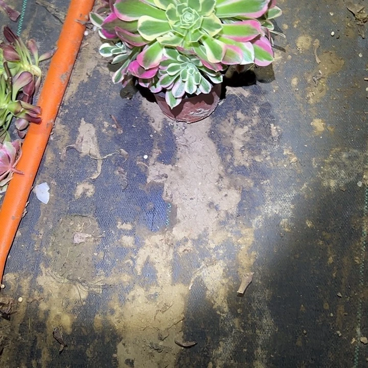 多肉法师植物链接4