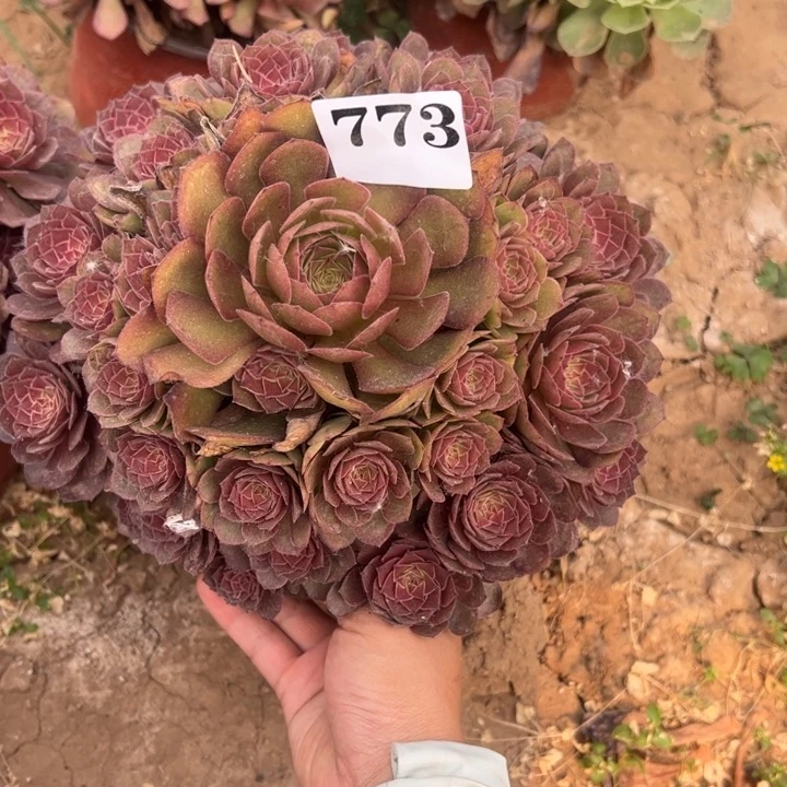 红魔多肉植物783.