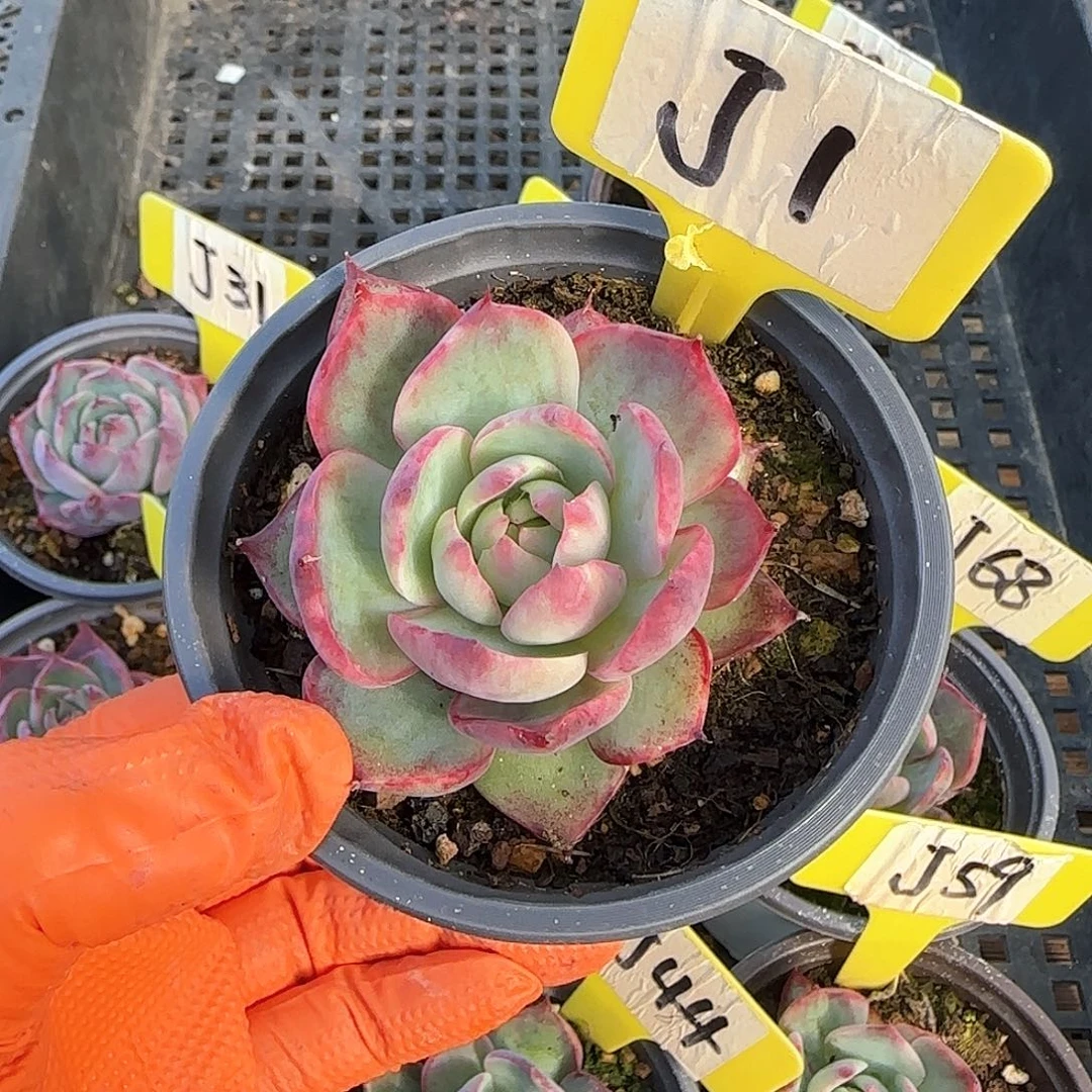 熊***毛J1惊鸿单头多肉