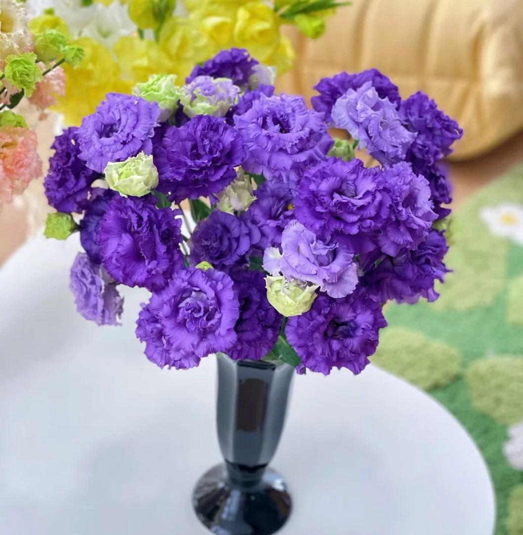 【深紫波浪洋桔梗AK】无刺玫瑰洋桔梗花期长| 全场任意两单鲜花包邮