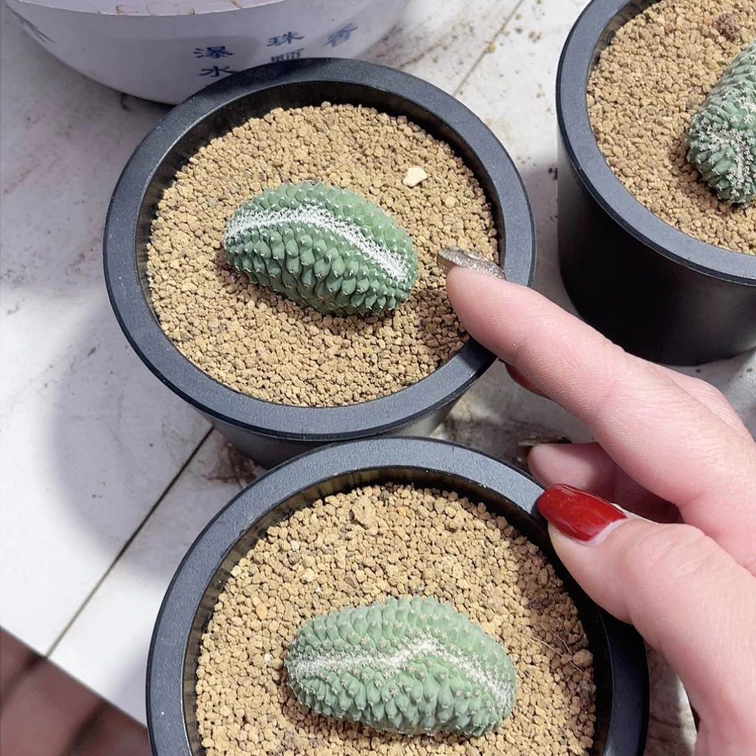 实生菊水仙人球两个