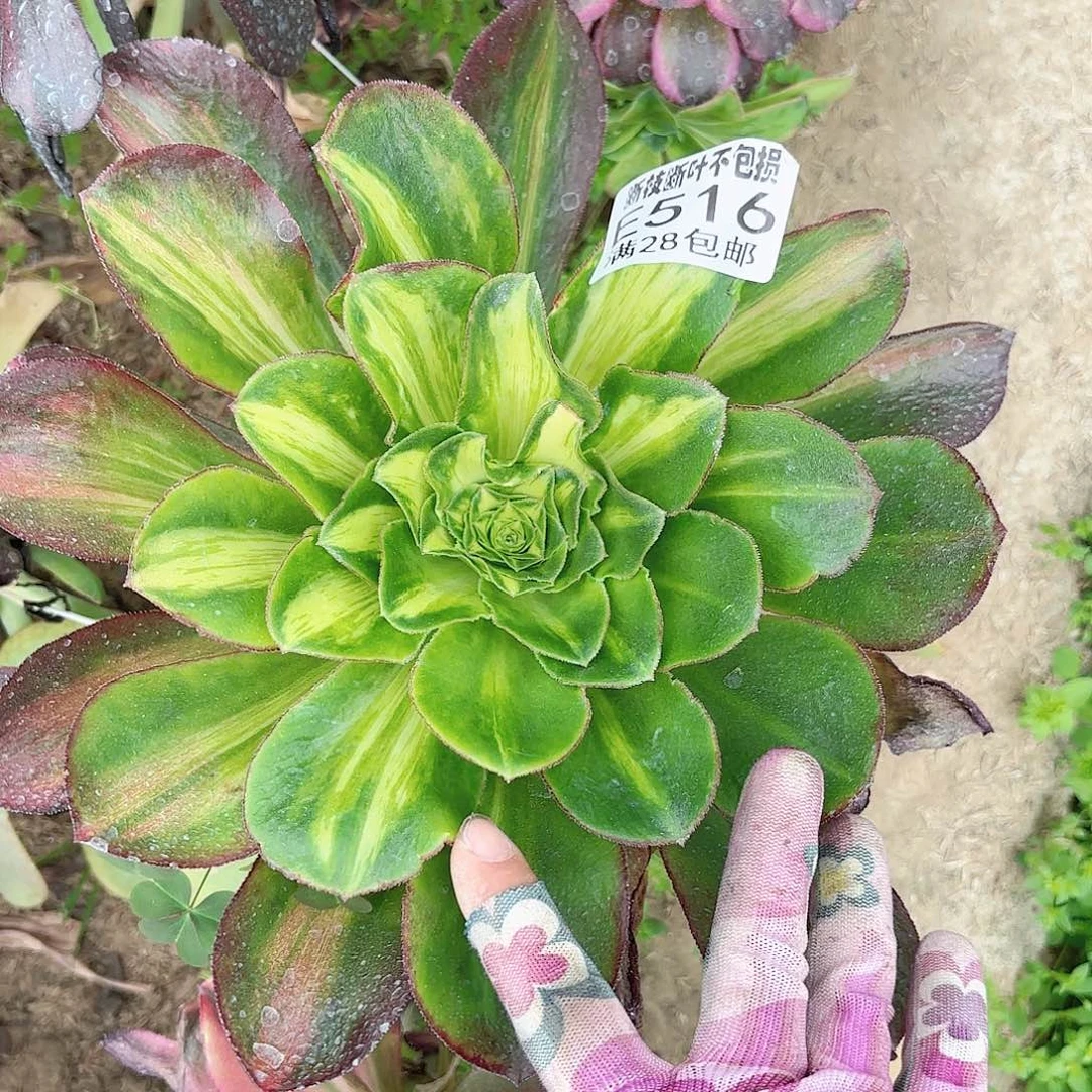 H. 516魅影斑点彩多肉？ba