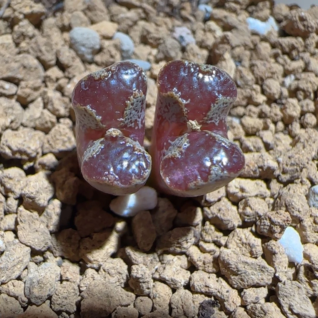 肉锥多肉植物组合-蝴蝶945