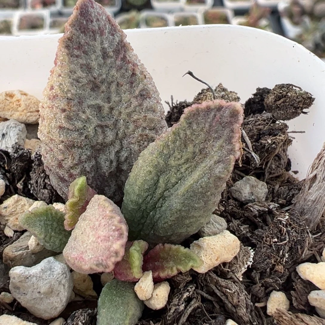 融化纹猪肝大苗多肉植物