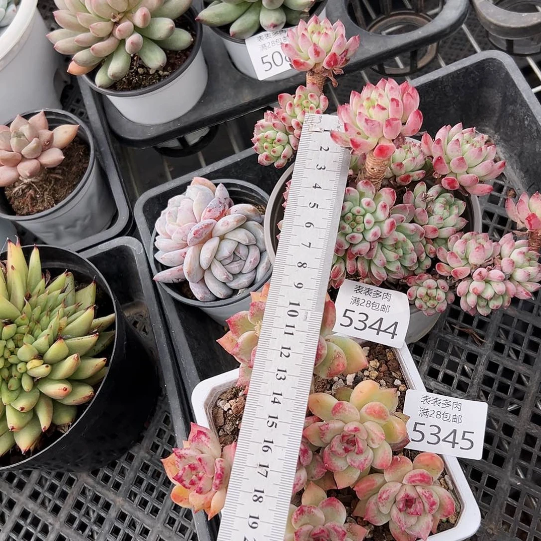 9号我们的确是一5344.5345