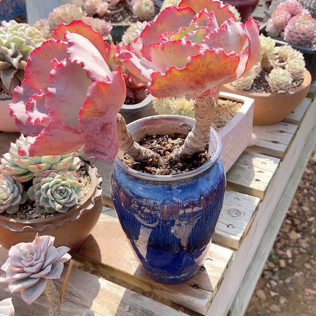 ?包菜多肉植物脱土