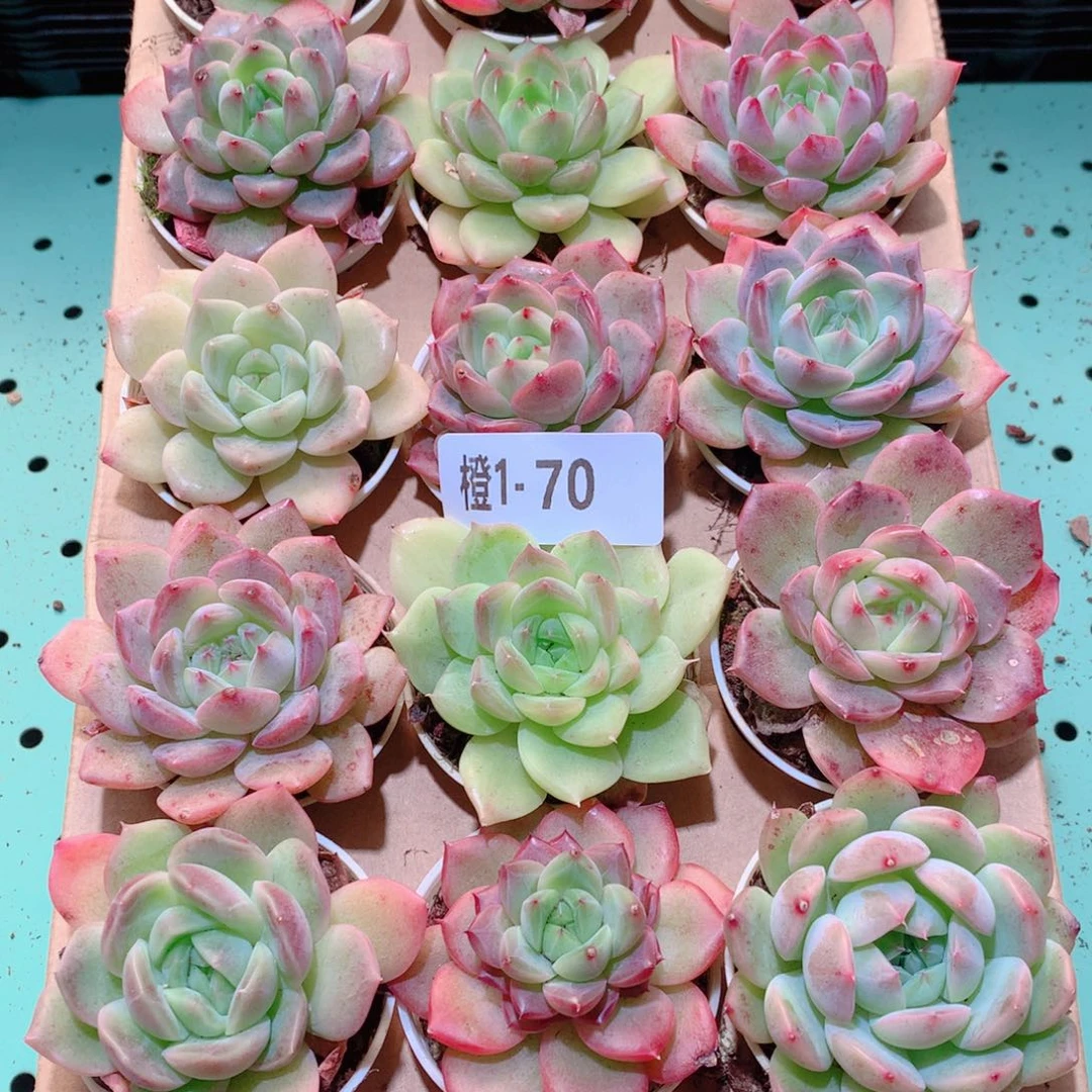 1-70一物一拍多肉带盆18颗