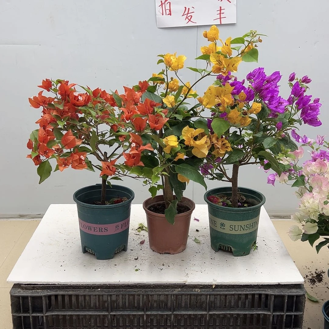 大部分花苞少量开放红桑巴，加黄，金龟紫组合