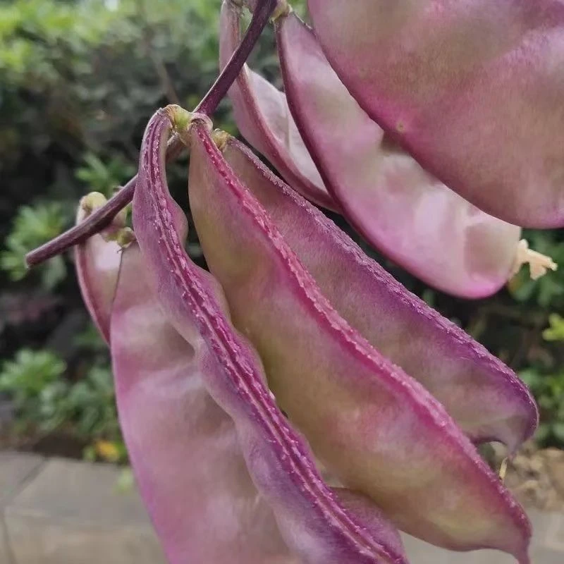 广西横县新鲜蔬菜豆角紫扁豆10斤装