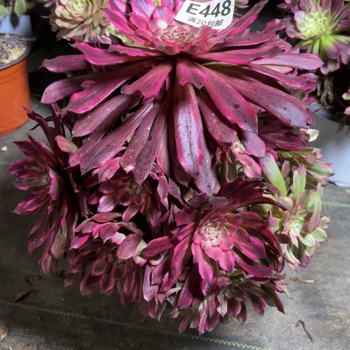 瑞妈一物一拍448