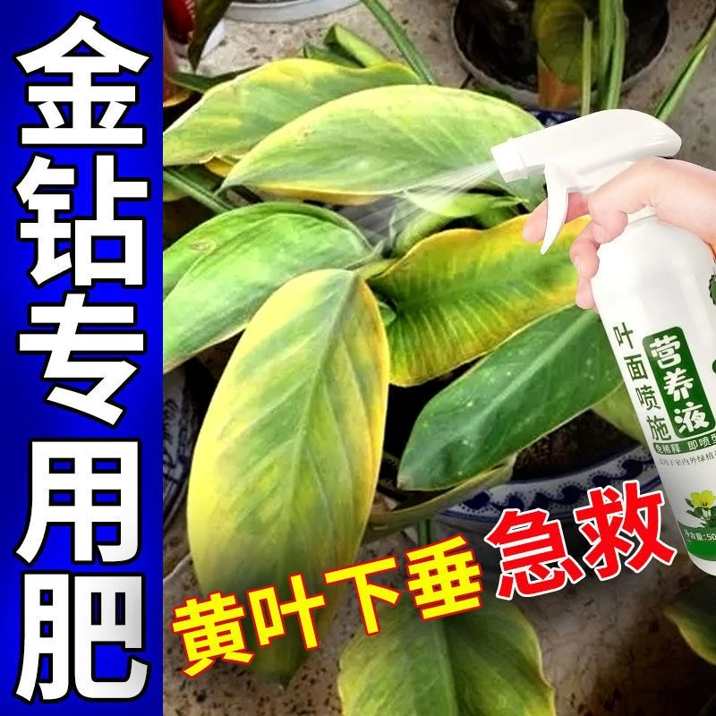 大叶金钻缺肥专用营养液绿植通用一喷绿肥料防黄叶不生长金钻专用