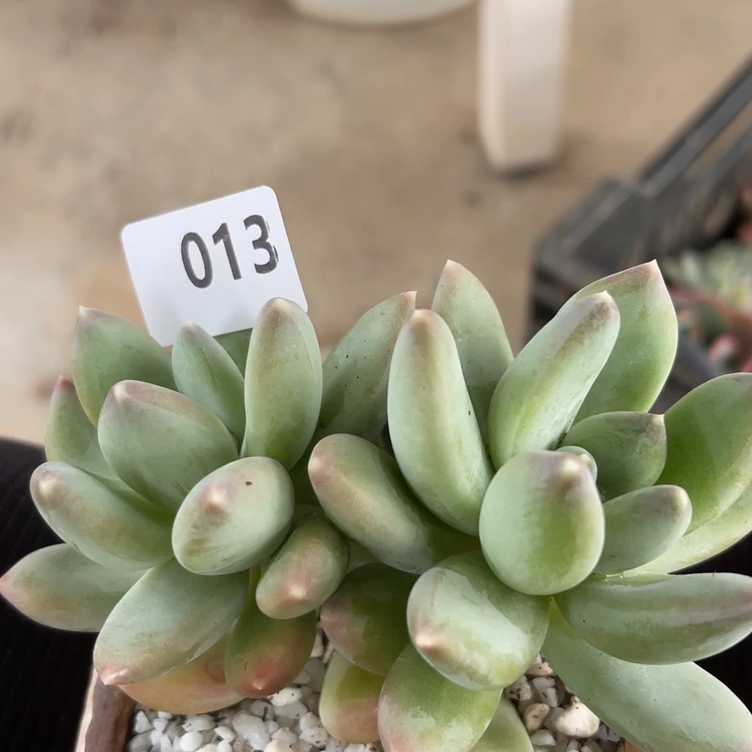 宸*胖013。   111111111