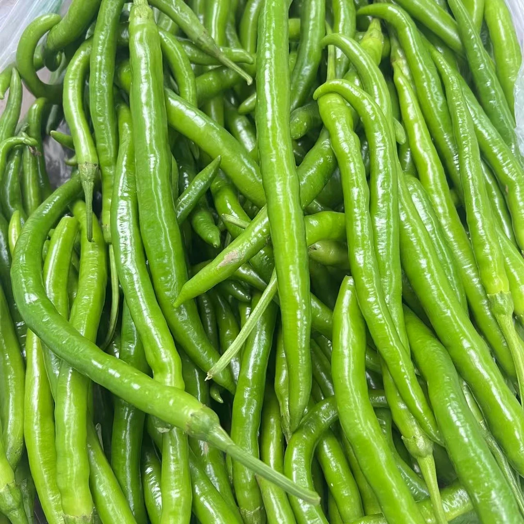 广水本地青辣椒薄皮辣椒农家自产露天生长