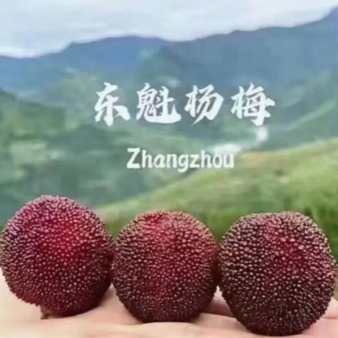 东魁【当季大果】产地云南东魁杨梅 自然生长 新鲜采摘