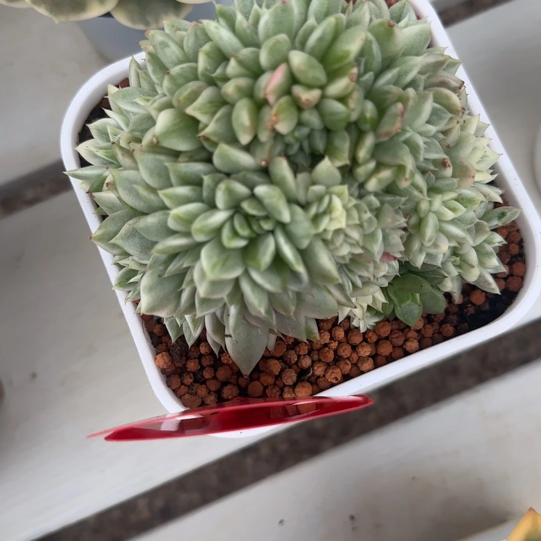 266麦秆缀锦多肉植物