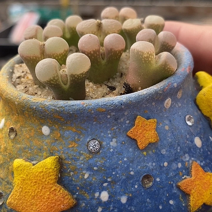 鲑鱼粉风铃一颗。