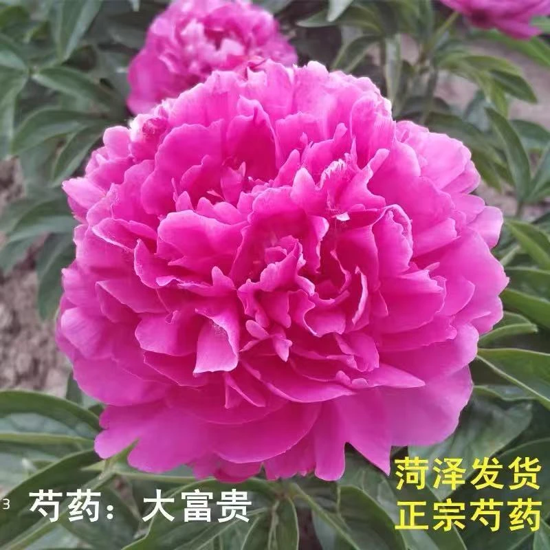 试种福利（富贵红）精品芍药苗菏泽基地现挖现发观赏苗