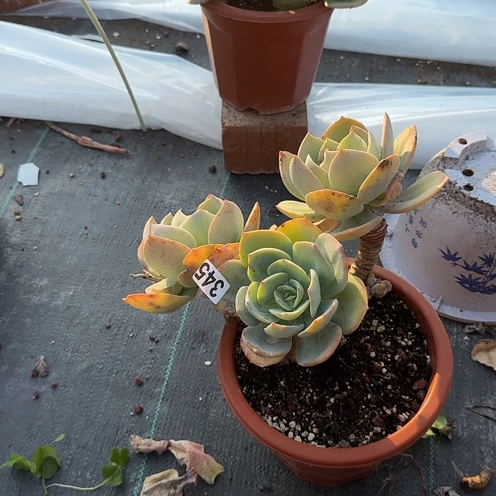 ۵****345白凤不售后脱土发货不退不换