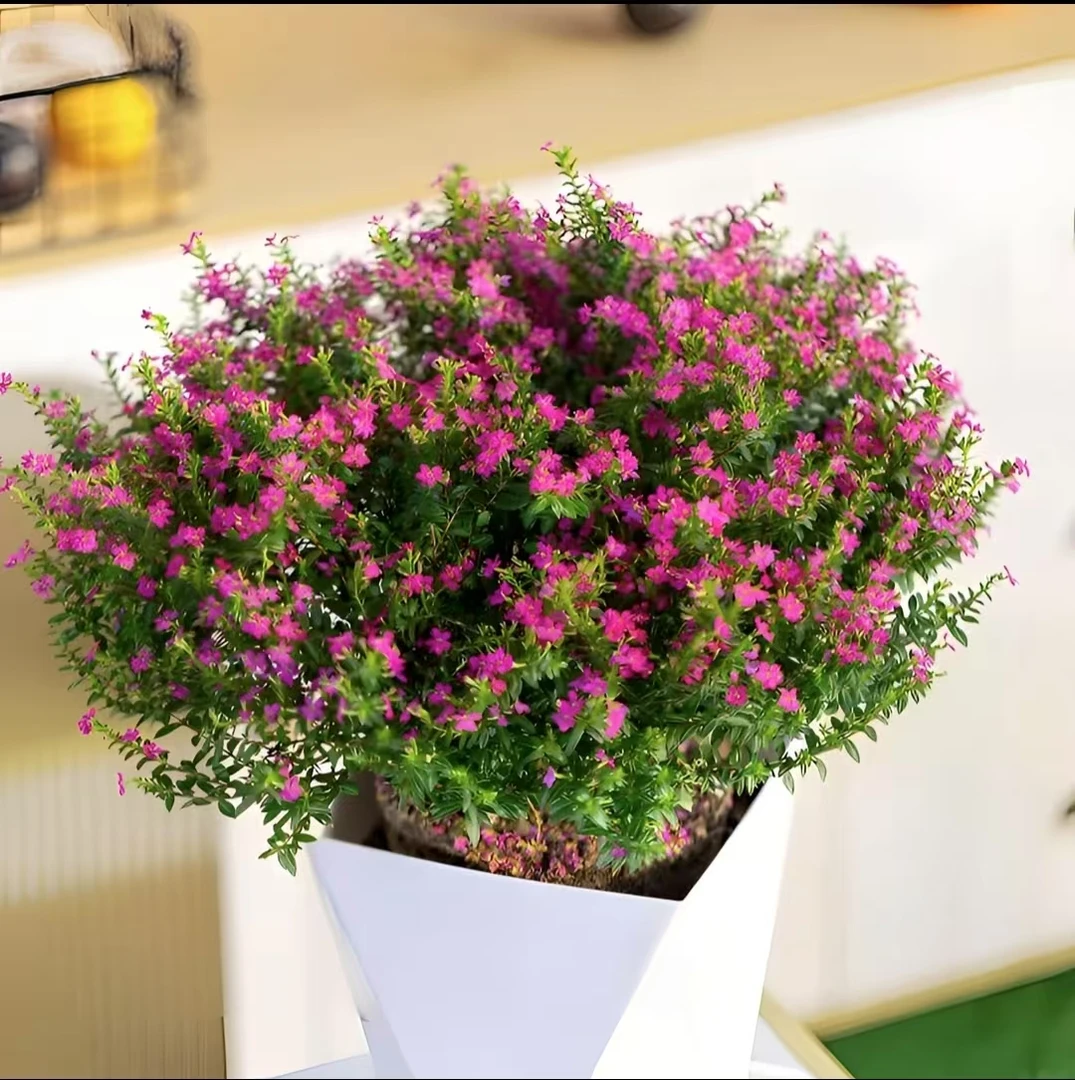 2满天星花苗盆栽带花苞室内客厅阳台四季开花不断的绿植