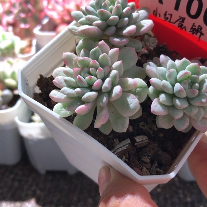 小红蛋锦群生有根