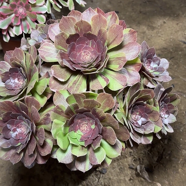 多肉植物花月夜37