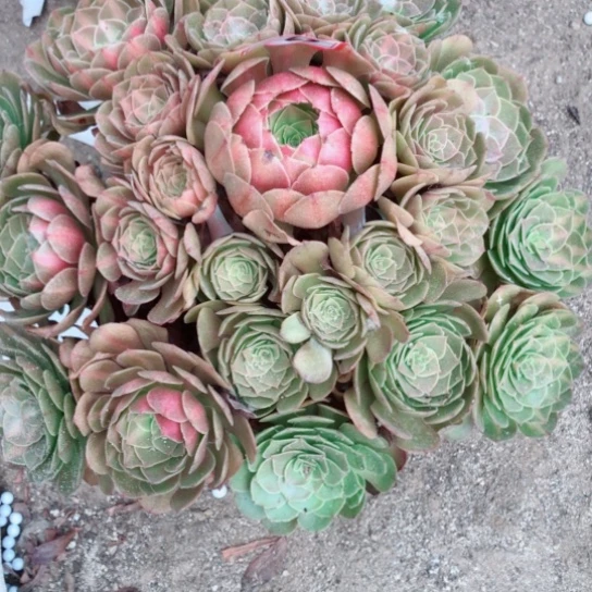 尽***美无花朵倾城中斑法师多肉植物63哈
