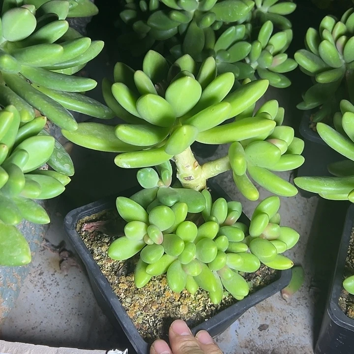芒果奶群生多头多肉