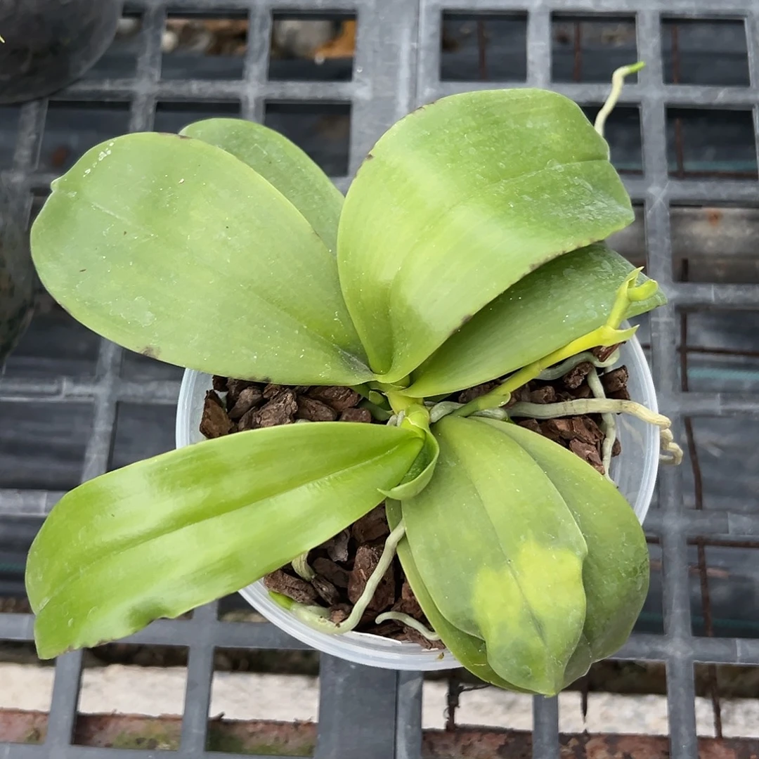 金***棒完全开放蓝路交蓝钻石4.5