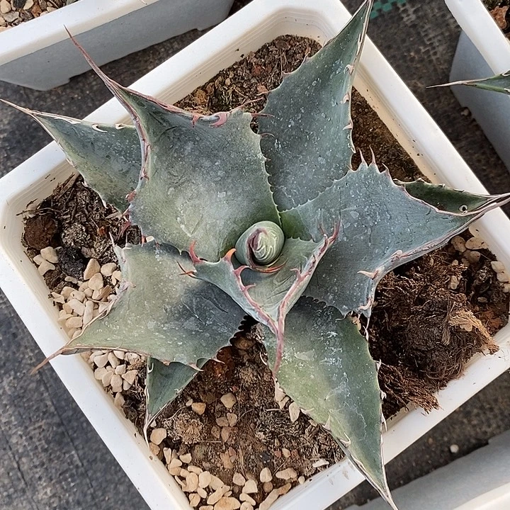 完美主义者勿拍耐光