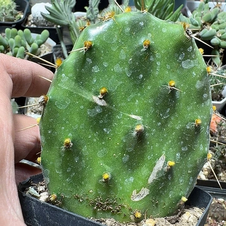 448银盾团扇脱土发货
