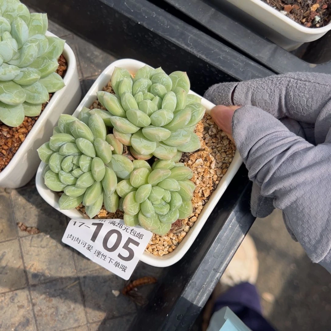 百达翡翠多肉多肉多肉多肉