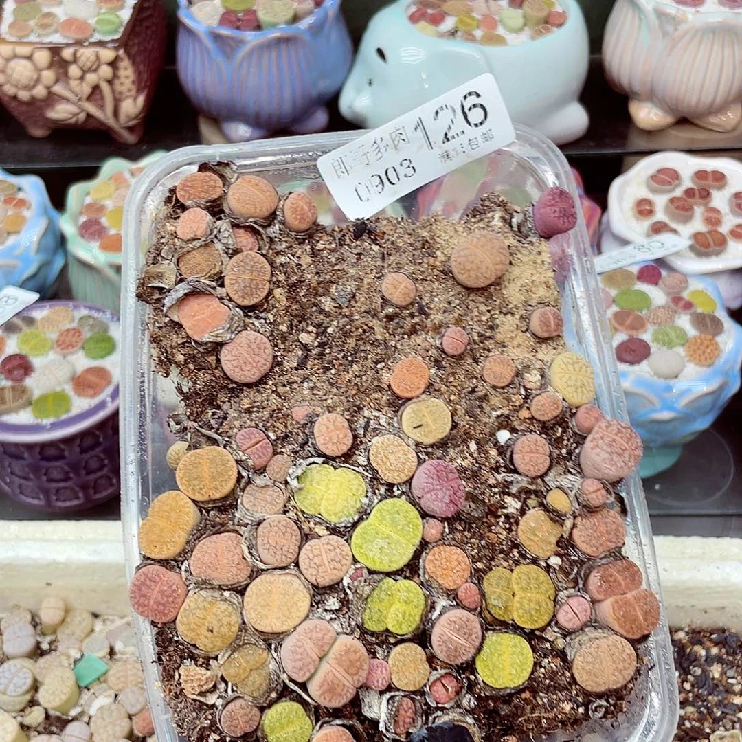 生石花18包邮0903-126