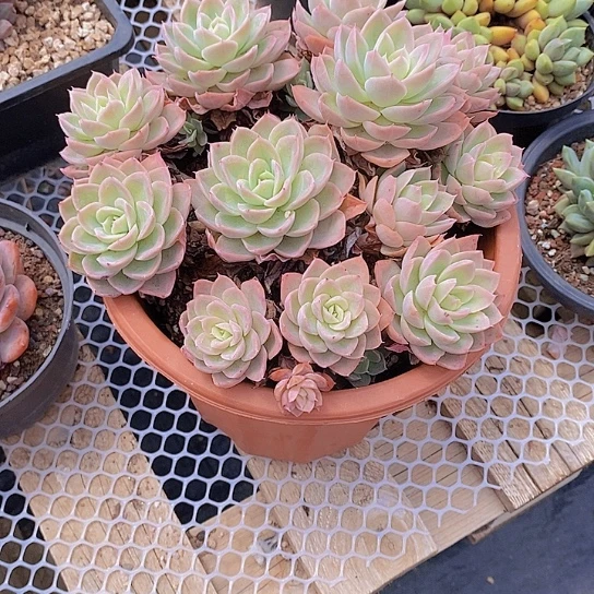 差****?丝绸多肉植物