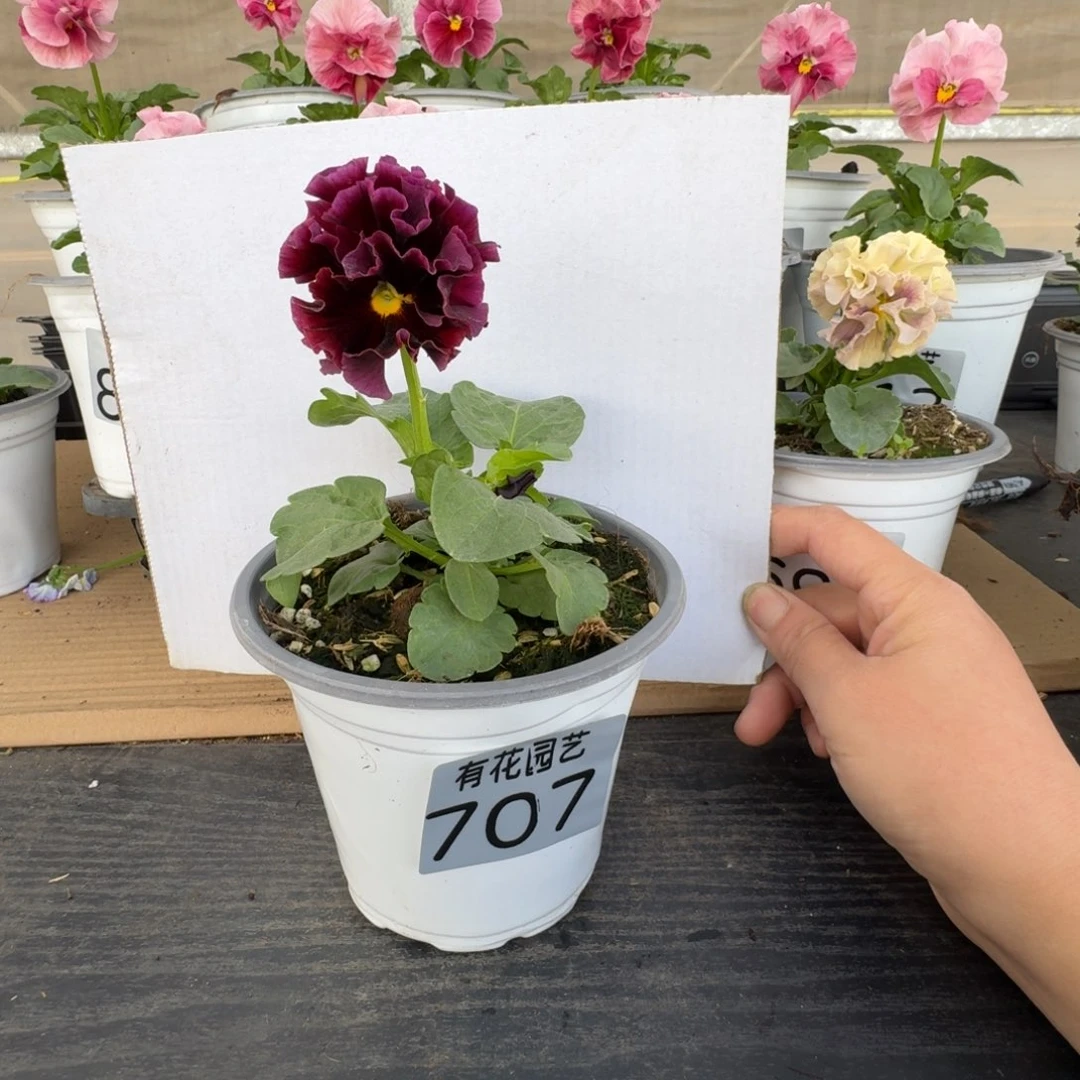 无花朵707号角堇