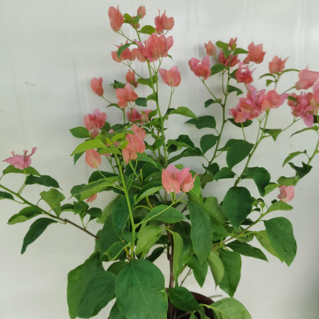 三角梅阿奴娜盆苗四季开花室内盆栽好养活阳台庭院爬藤植物绿植