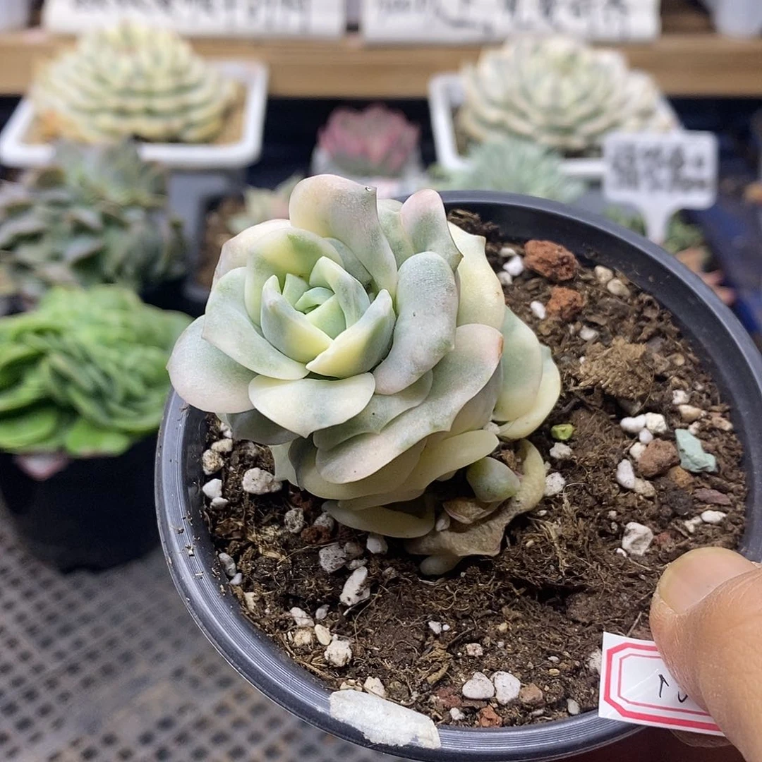 15154 可爱玫瑰覆轮锦