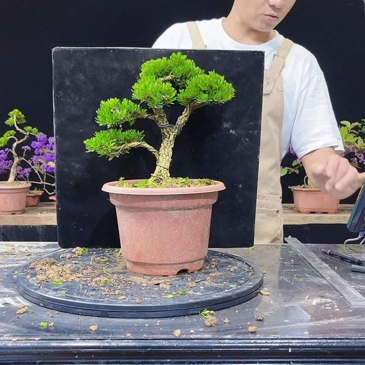无花朵黄杨盆景四季常青