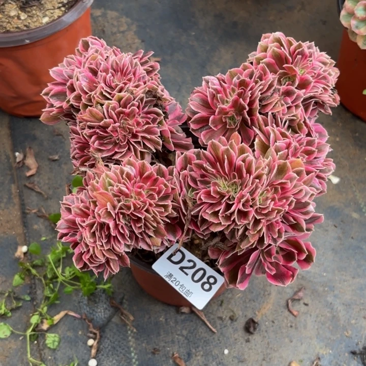 瑞妈多肉园艺208女巫缀