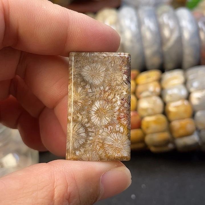 未镶嵌手链硅化珊瑚（珊瑚玉）