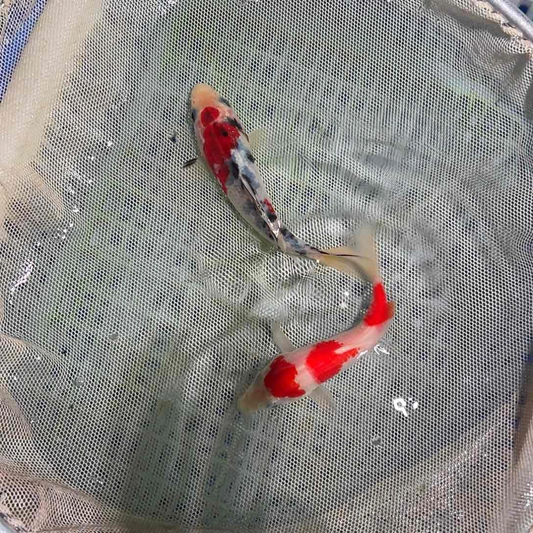 锦鲤锦鲤观赏鱼1111