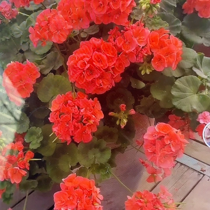 无花朵【大山宫】，，