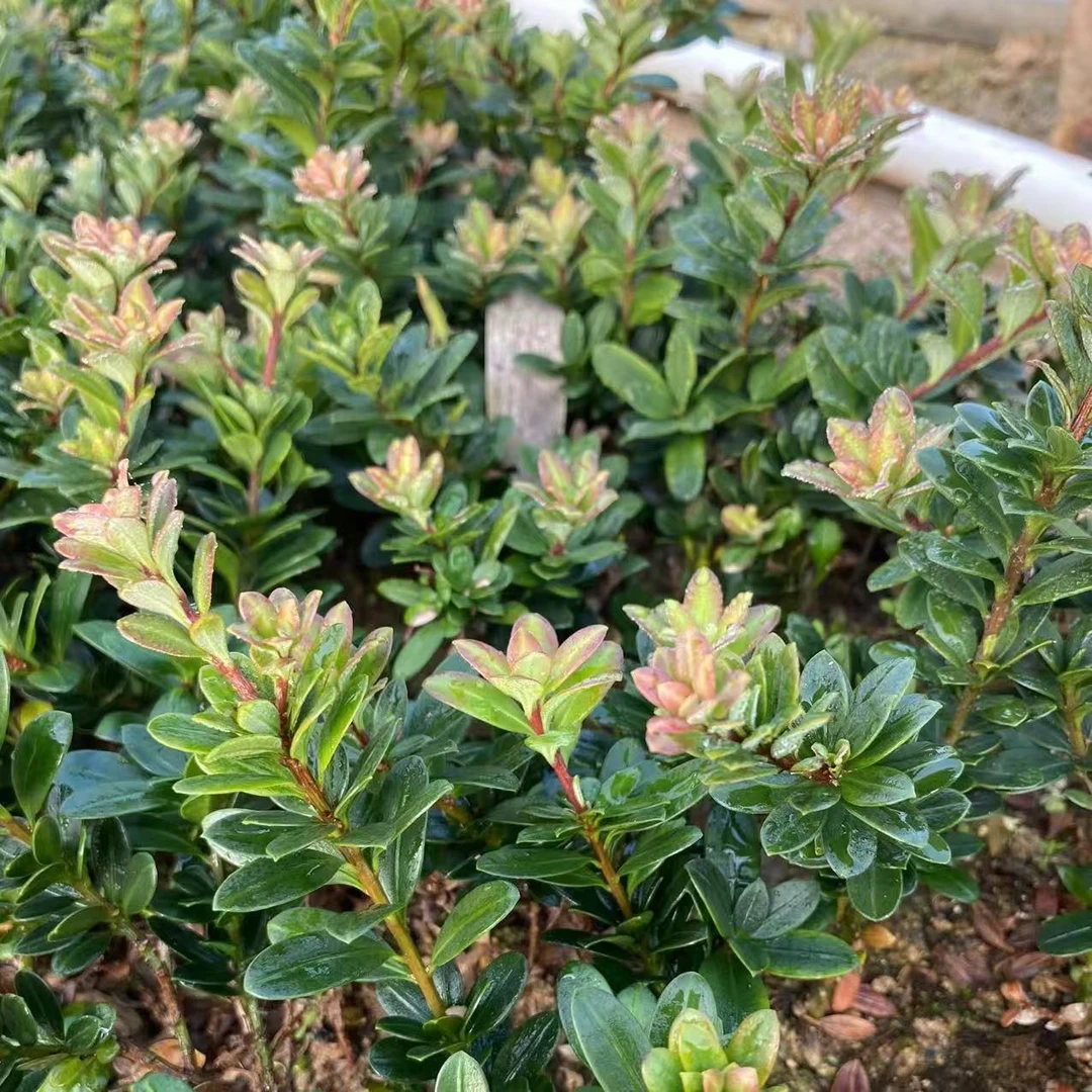 玫瑰叶红芽珍珠  雪松红宝石 罗汉松小品 素材 盆景盆栽稀有品种