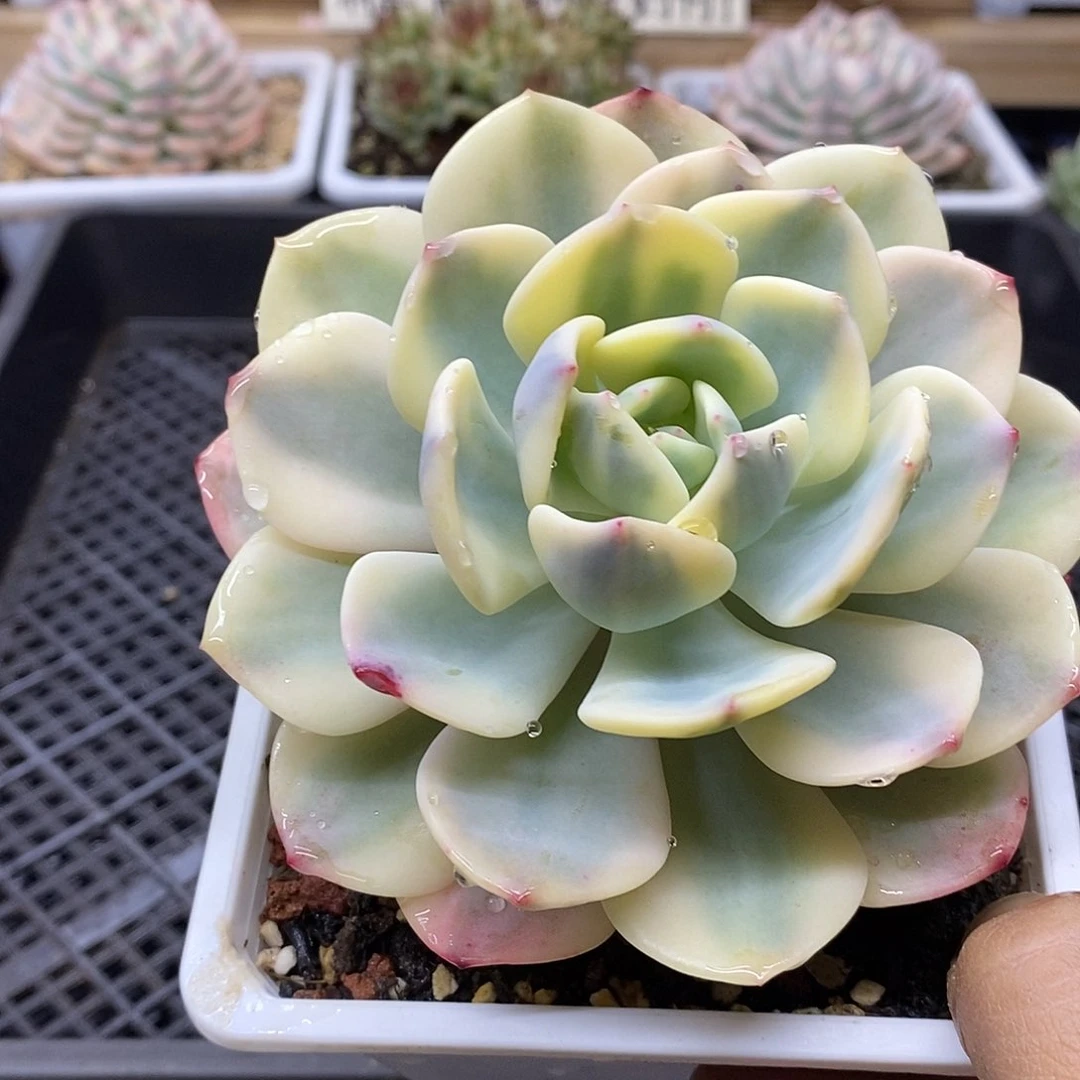 1647 大白月光覆轮锦