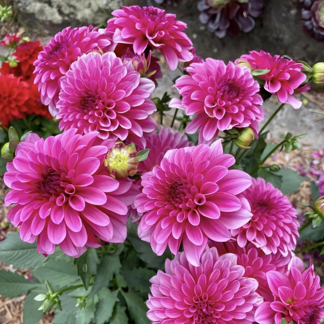 庭院花卉小丽花盆栽地栽小丽花种子