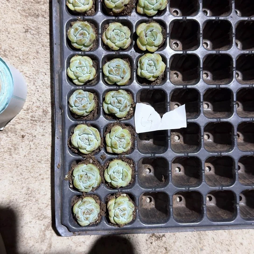 Cs一物一拍专拍链接
