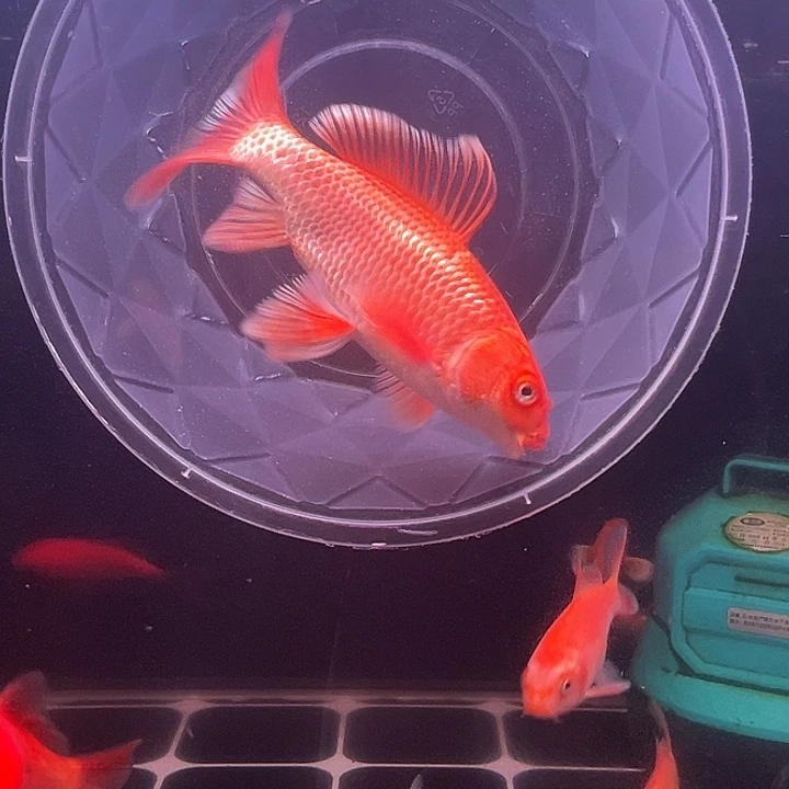 海水鱼红色蝴蝶鲤大鳍大尾